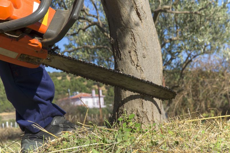 Mimosa Tree Removal in Duluth, MN