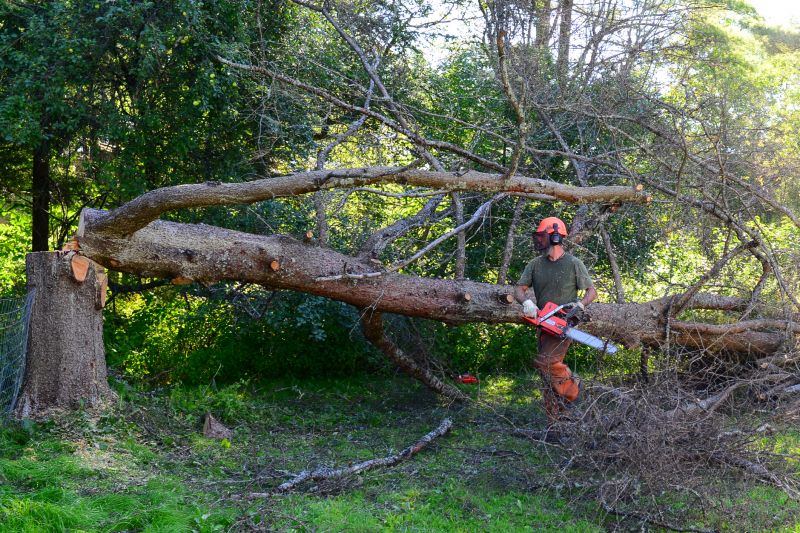 Tree Removal - Tree Removal Mckinney, Texas